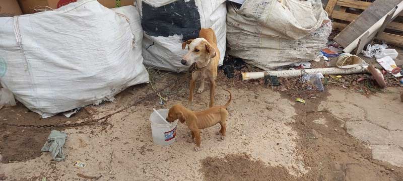 Cães em situação de maus-tratos são resgatados no bairro Paraíso, em Criciúma, SC