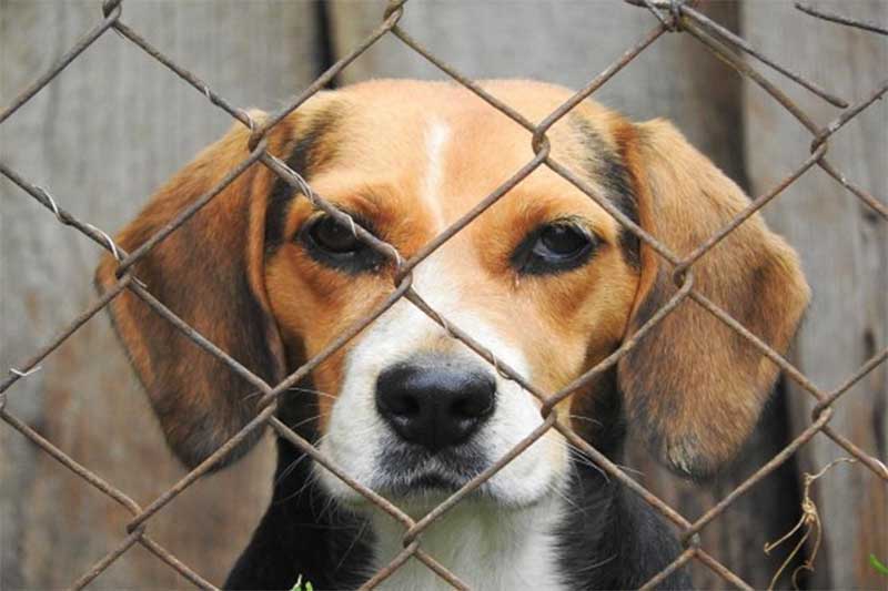 Tribunal de Justiça proíbe remoção de abrigos para cachorros da praça Nereu Ramos, em Criciúma, SC