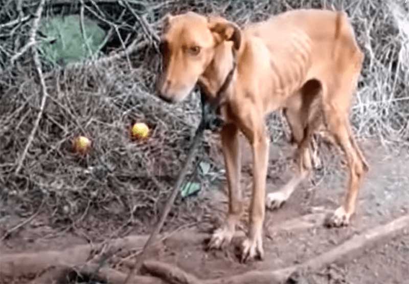 Cachorro vítima de maus-tratos é adotado por policial em SC; antes e depois é emocionante