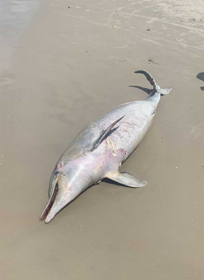 Golfinho é encontrado morto encalhado em praia de Florianópolis, SC