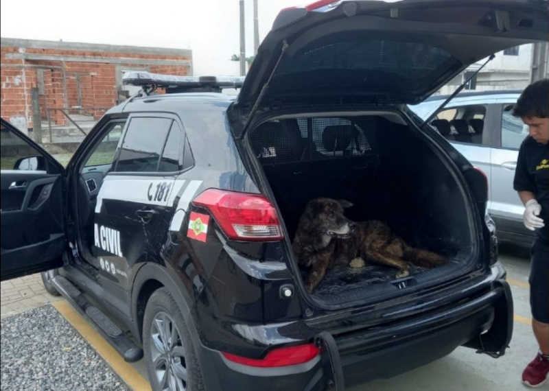 Cachorro abandonado em situação de maus-tratos é resgatado pela Polícia Civil em Joinville, SC