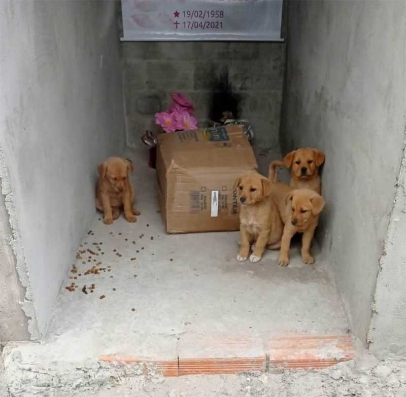 Cachorros filhotes são abandonados dentro de um jazigo em cemitério de Ponte Serrada, SC