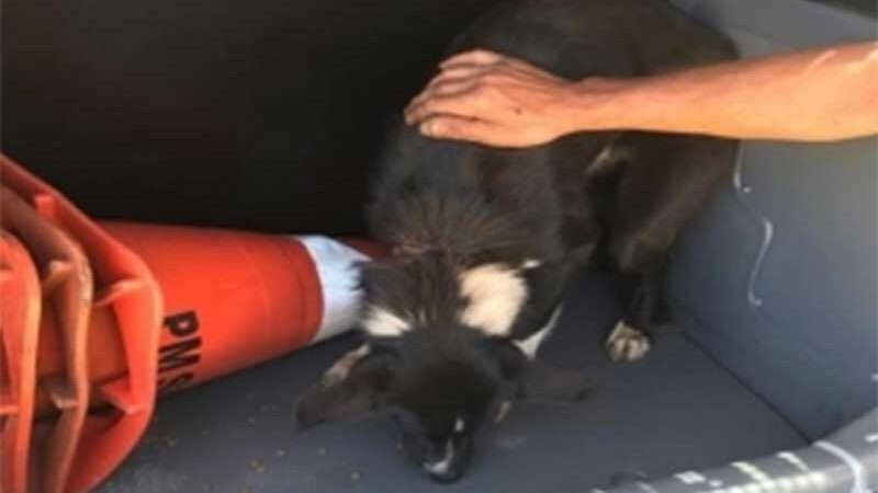 Cão bastante debilitado é resgatado pela PM em Rio das Antas, SC