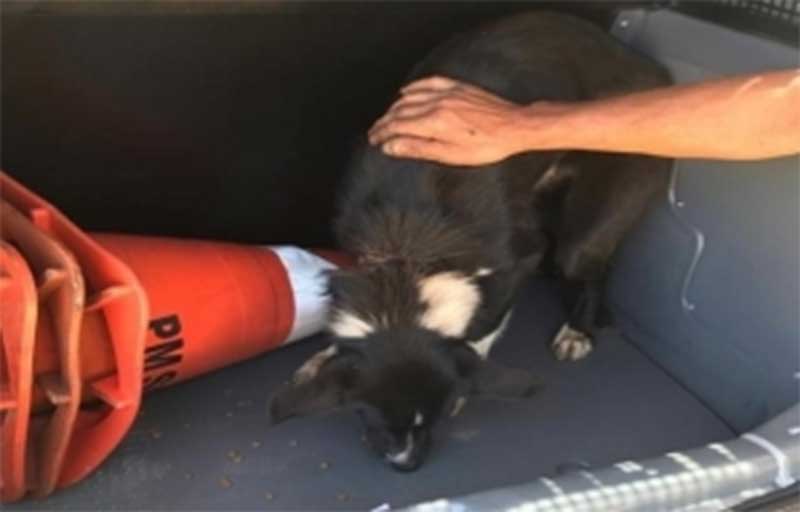 Cão bastante debilitado é resgatado pela PM em Rio das Antas, SC