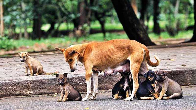Justiça concede liminar e determina que Romelândia (SC) auxilie cuidadora e implemente políticas públicas em prol dos animais