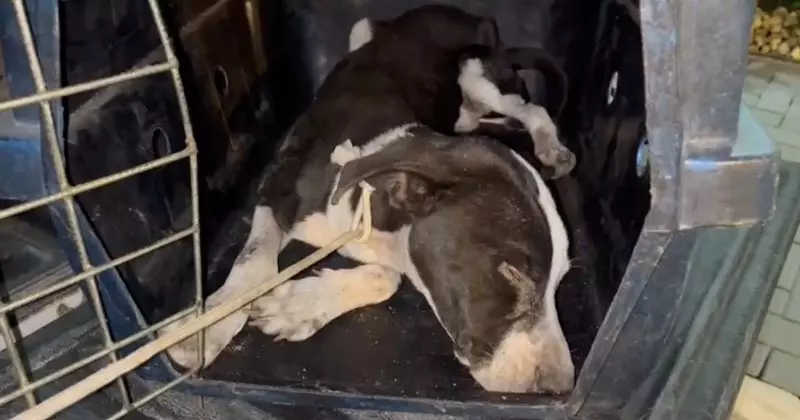 VÍDEO: Mulher é presa por manter cão em situação de maus-tratos em Tijucas, SC