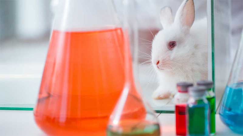 10 coisas sobre testes em animais que vão surpreendê-lo