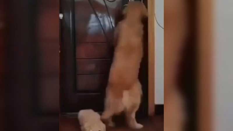 Cachorros se assustam após tutora demonstrar um ato de violência