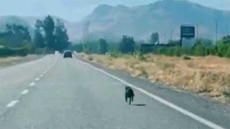 Mulher salva cachorro que corria atrás do carro que o abandonou