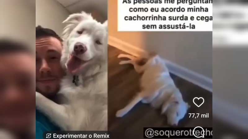 VÍDEO: Tutor comove internautas após mostrar rotina para acordar cadela surda e cega