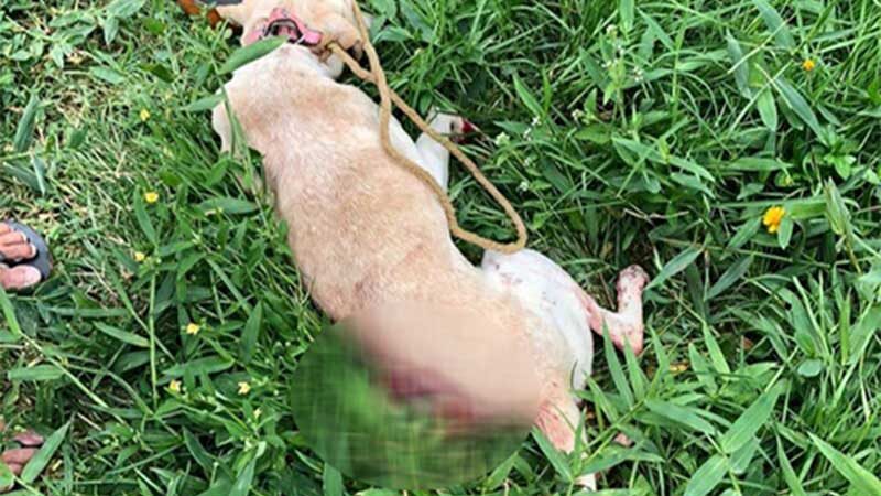 Cachorro morre após ser ferido a golpes de faca por comer pedaço de carne de uma banca em Tobias Barreto, SE