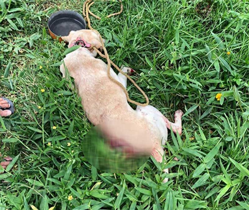 Cachorro morre após ser ferido a golpes de faca por comer pedaço de carne de uma banca em Tobias Barreto, SE