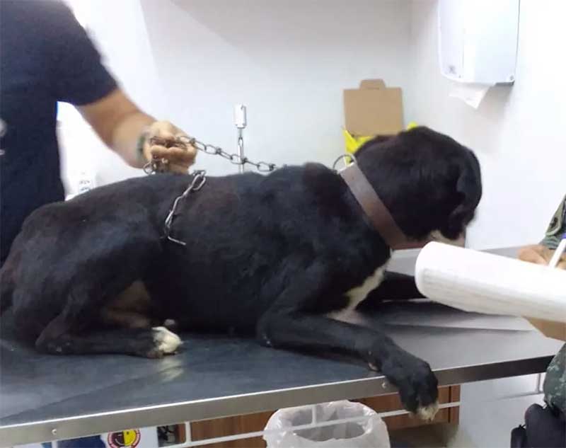 Mulher de 43 anos é presa e multada em R$ 3 mil por maus-tratos a cão, em Anhumas, SP