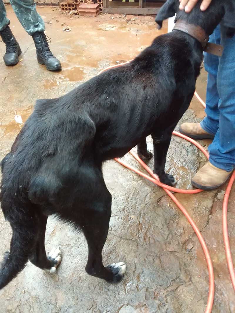 Mulher é presa e multada em R$ 3 mil por maus-tratos a cão, em Anhumas (SP) — Foto: Polícia Ambiental