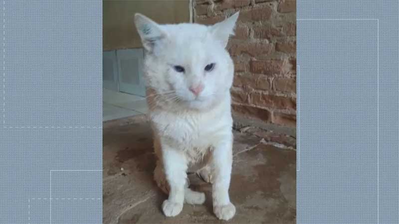 Gato agredido a pauladas em Araraquara é cuidado pela Coordenadoria de Bem Estar Animal — Foto: Reprodução