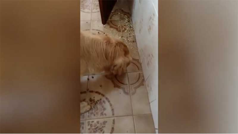 GM de Artur Nogueira (SP) encontra cachorros em situação de maus-tratos e multa tutora em mais de R$ 2 mil