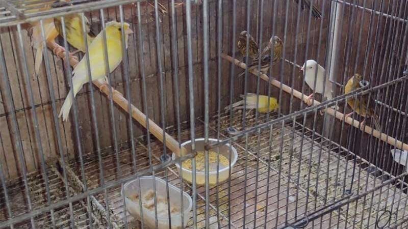 Guarda Municipal encontra pássaros em situação de maus-tratos em residência de Artur Nogueira, SP