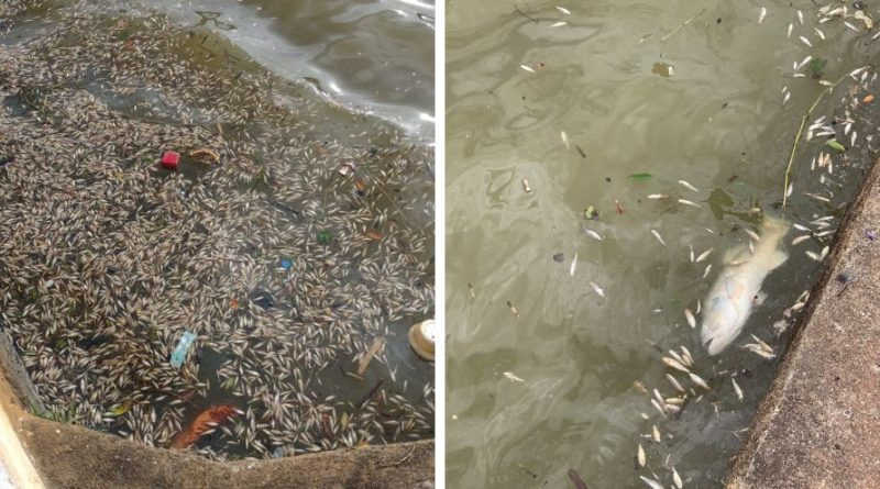 Dezenas de peixes mortos são encontrados no Lago do Taboão