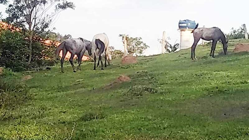 Homem é indiciado por maus tratos a quatro cavalos em Bragança Paulista, SP