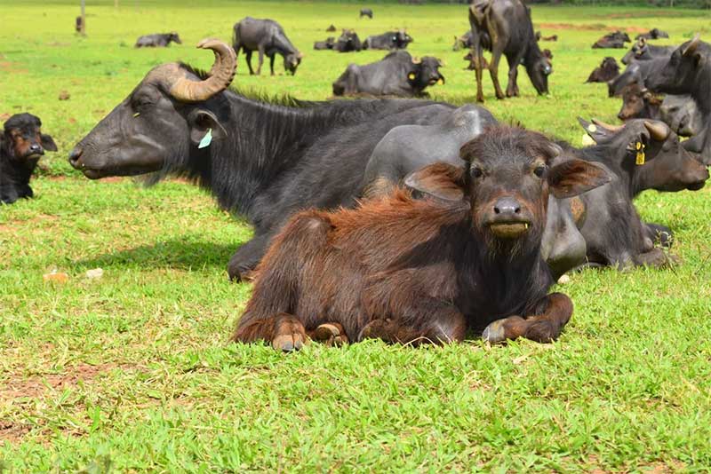 Justiça permite que búfalas de Brotas que sofreram maus-tratos e seus filhotes sejam vendidos