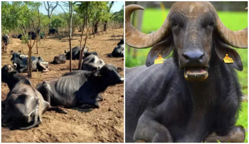 Após 1 ano, búfalas maltratadas têm nova vida com ajuda de voluntários e doações: ‘um milagre’, diz veterinário