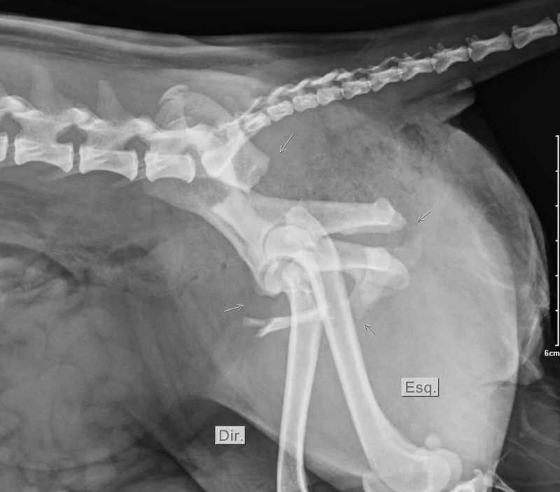 Cachorra sofre múltiplas fraturas após ser atropelada por carro em Campinas, SP; VÍDEO