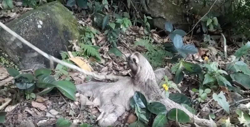 Bicho-preguiça é resgatado por banhistas em Caraguatatuba, SP; vídeo