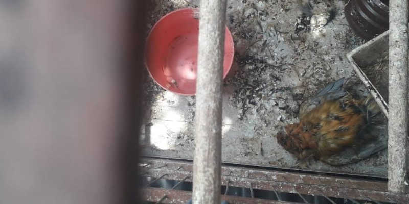 Os policiais encontraram um canário-do-reino morto (Divulgação/Polícia Ambiental)