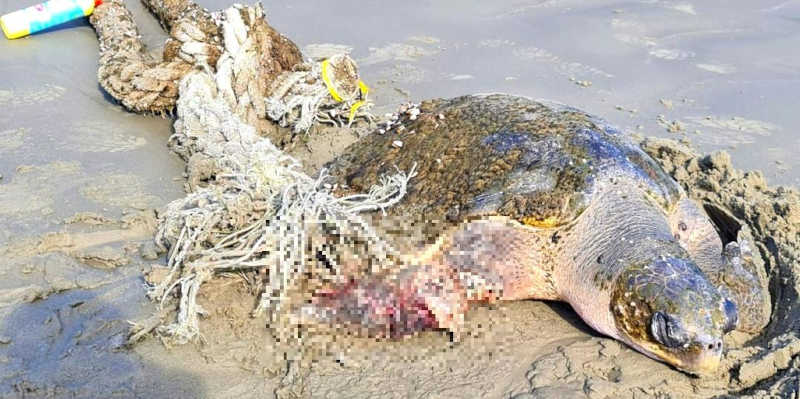 Tartaruga é resgatada em Guarujá (SP) com lesão provocada por petrecho de pesca