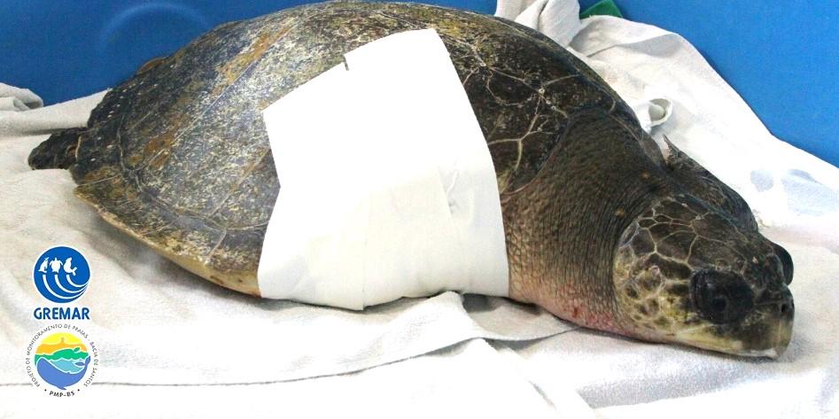Tartaruga está passando por diversos exames e por tratamento intensivo (Reprodução/Instituto Gremar)