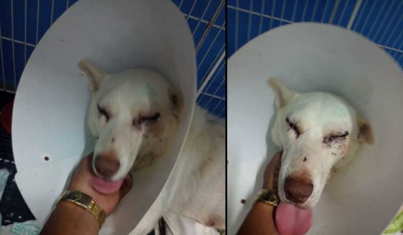 Em Itanhaém (SP), cão é espancado por morador e pode ficar cego
