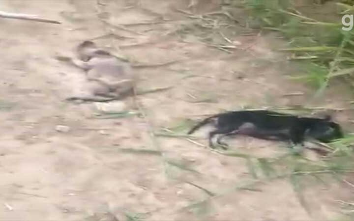 ONG resgata duas ninhadas após achar sete filhotes de cachorros mortos em estrada rural no interior de SP; vídeo