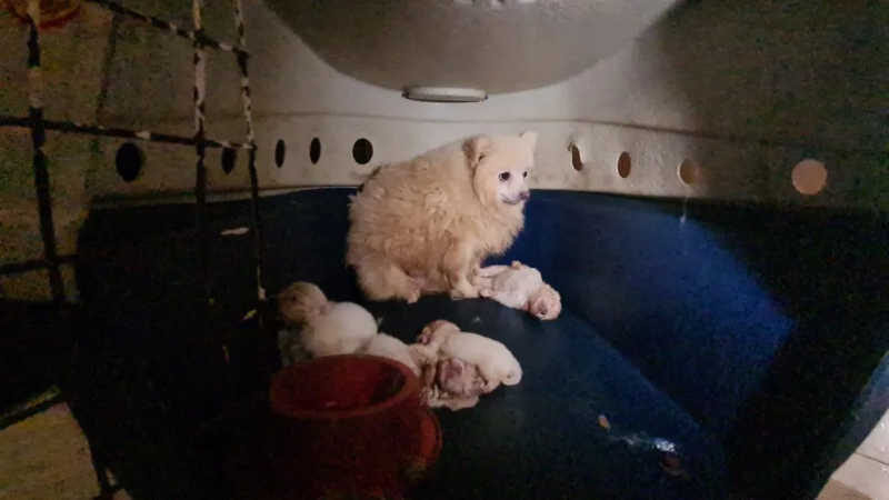 Cães Lulus da Pomerânia em situação de maus-tratos resgatados em abril de 2022, em Limeira — Foto: Wagner Morente