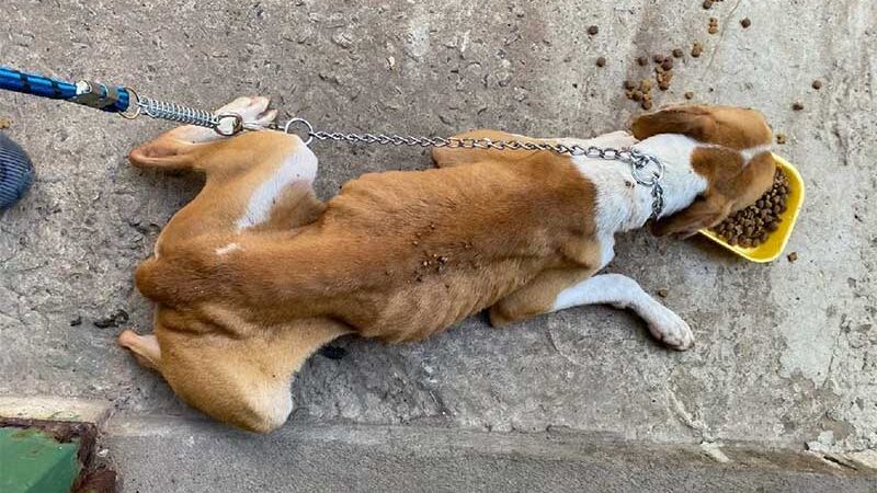Um dos cães resgatados na zona norte de Marília — Foto: ONG Spaddes/Divulgação