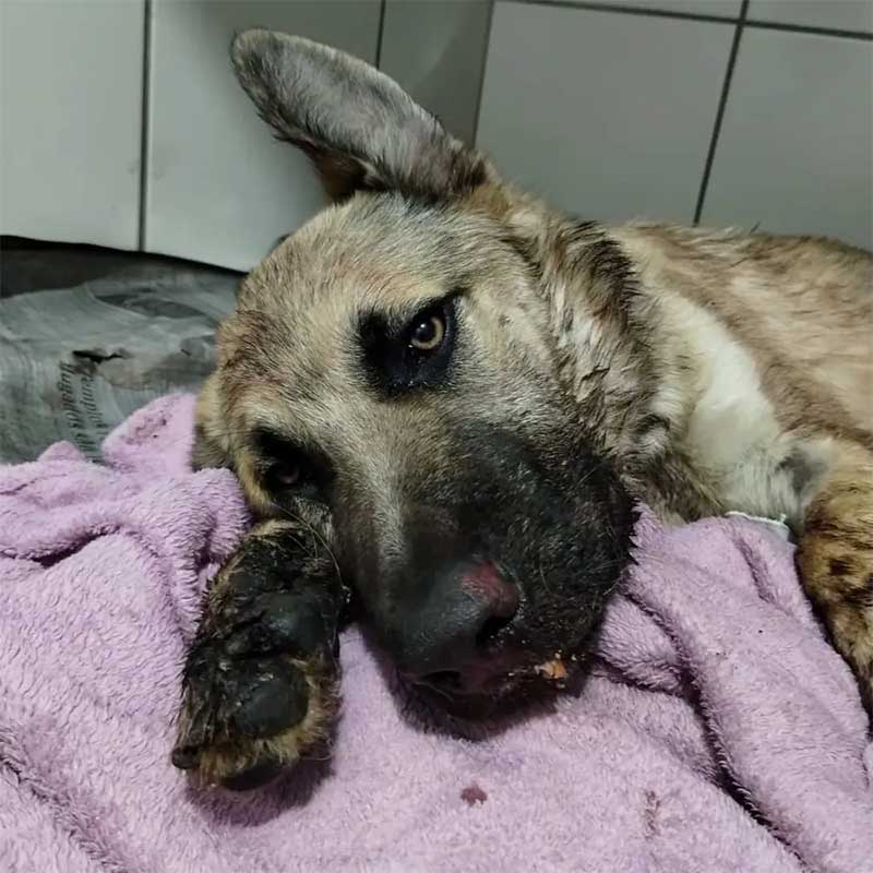 Após ser encontrado em saco de lixo e resgatado em Nova Odessa (SP), cão morre nesta terça-feira; VÍDEO