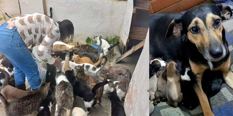 ONG com 350 animais perde a sede e luta contra o tempo para custear novo lar em Pedro de Toledo, SP