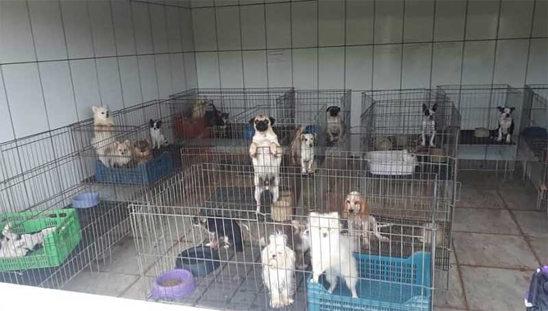 Maus-tratos: criadora de 1.708 cães resgatados por Luisa Mell é condenada em SP