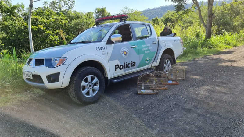Polícia Ambiental apreende 13 aves silvestres em Piracicaba (SP) e multa proprietário em R$ 6,5 mil