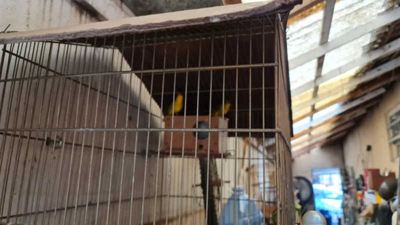 Aves eram mantidas em cativeiro em Piracicaba — Foto: Polícia Militar