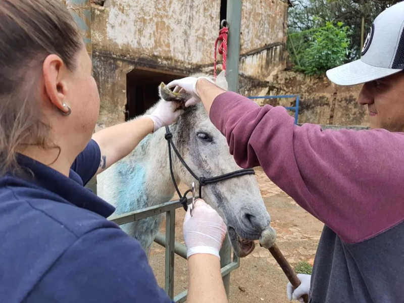 Animais passam por cuidados veterinários após serem recolhidos pelo Disk Animais em Piracicaba — Foto: Pelotão Ambiental/Sedema