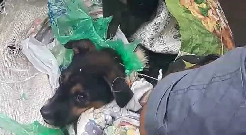 Cachorro resgatado por bombeiros queimado e amarrado em saco plástico em Ribeirão Preto — Foto: Reprodução/EPTV