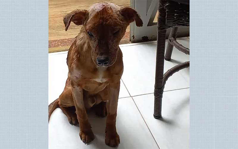Cachorro atingido por produto químico tem fila por adoção em Ribeirão Preto, SP: ‘Muitas pessoas interessadas’