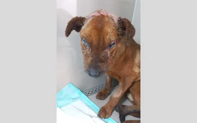 Cachorro é resgatado em estado crítico após ser alvo de produto químico em Ribeirão Preto, SP