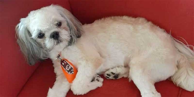 Cachorro morre após ser esquecido em carro de pet shop em Rio Preto, SP