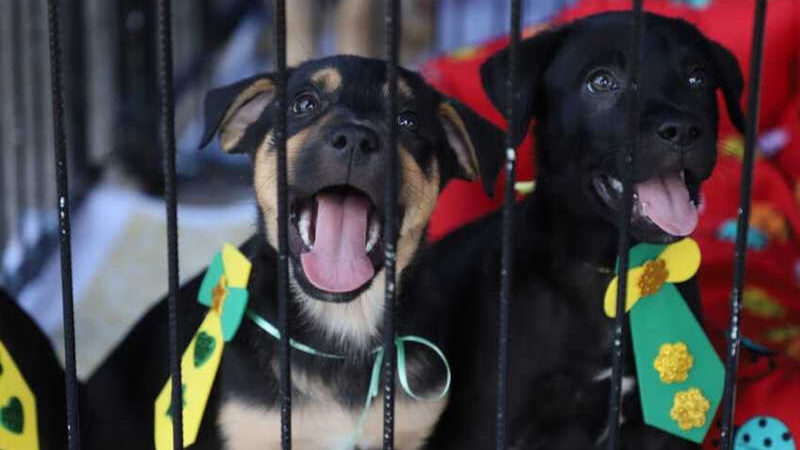 Evento bate recorde do ano com 58 animais adotados em Santo André, SP