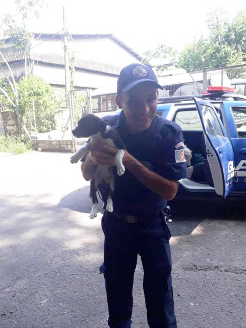 Guarda Municipal Ambiental resgata três pássaros, um jabuti e uma cachorrinha em Santos, SP