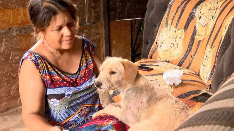 Voluntários cuidam de cachorro atingido com tiros de chumbinho em São Carlos — Foto: Rodrigo Sargaço/EPTV