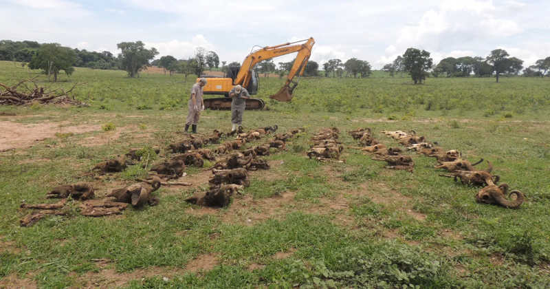 62 crânios de búfalos recentemente enterrados em uma vala comum (vala 1), recuperados com auxílio de retroescavadeira. Foto: Cláudia Momo