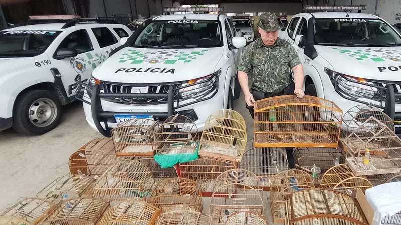 Polícia Ambiental resgata 29 aves silvestres de cativeiro em Taubaté, SP