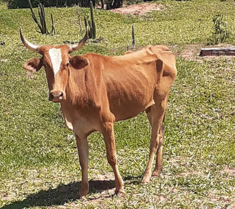 Produtor rural leva multa de R$ 84 mil por maus-tratos a rebanho bovino em Teodoro Sampaio, SP